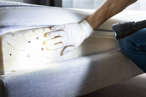 Best Bed Bug Extermination  in Lamont, CA